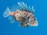 Lion Fish