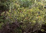 Ohia-lehua Metrosideros polymorpha