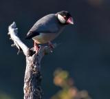 Java Sparrow