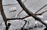 Ice and Branches crop2
