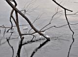 Ice and Branches