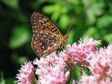 Fritillary on Joe-Pye Weed