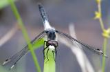 Frosted Whiteface Dragonfly