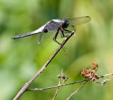 Dragonfly on Stalk