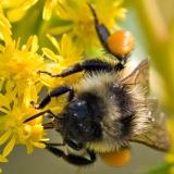 Bee on Goldenrod 100% crop