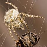 Orb Weaver Spider with Beetle