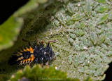 Ladybird Beetle Larva Eating Aphids