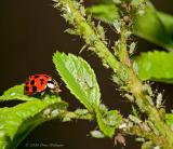 Lady Beetle and Aphids