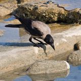 Corvus cornix