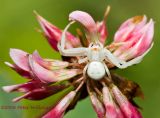 White Crab Spider - Misumena