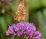 Great Spangled Fritillary on Allium