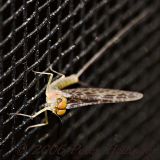 Mayfly on Screen with Bokeh