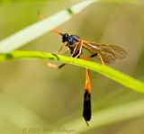 Ungainly Orange and Black Wasp