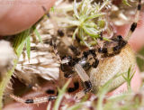 Spider from Queen Annes Lace - side