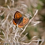 Lycaena Copper Butterfly