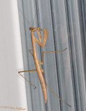 Young Chinese Mantis