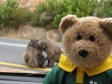 What ? Baboons ? Where ? I don't see any !!!!!!!!
