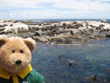 hihihi ! You understand now why it's called Seal Island ?