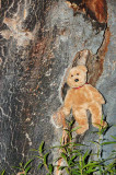 Inside a young cork tree