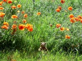 Resting in the Poppy Field