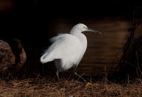 Snowy  Egret_MG_6708 spb.jpg