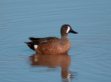 Blue WInged Teal - IMG_0220.jpg