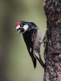 Acorn Woodpecker - IMG_6809.jpg