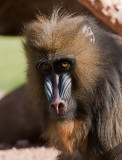 Baboon IMG_7047.jpg