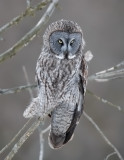 Great Grey Owl _I5I0051.jpg