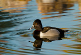 Ring Necked Duck  IMG_6763.jpg