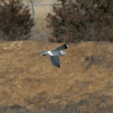 Mew Gull (Second Sighting) #3
