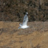 Mew Gull (Second Sighting) #4