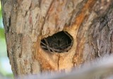 House Wren on nest