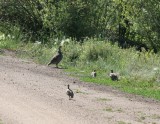 Gunnison Sage Grouse