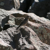 Brown-capped Rosy Finch