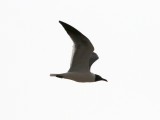 Laughing Gull