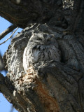 Eastern Screech-Owl