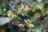 Spangled-cheeked Tanager
