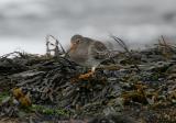 Purple Sandpiper