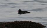 White-winged Scoter