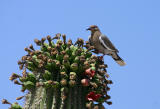 White-winged Dove