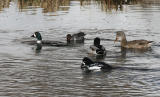 Barrows Goldeneye with potential Barrows/Common Hybrid