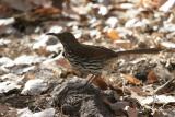 Long-billed Thrasher