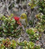 Japanese White-eye