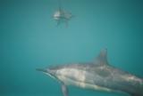 Spinner Dolphins