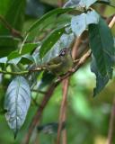 Three-striped Warbler