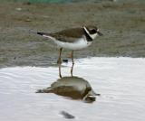 Semipalmated Plover