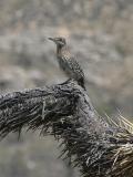 Greater Roadrunner