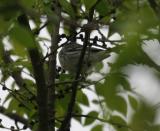 Black-throated Gray Warbler