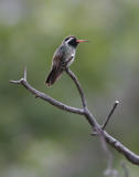 White-eared Hummingbird